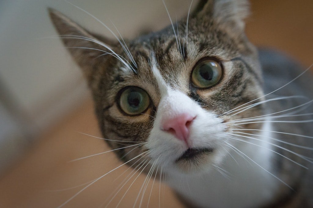Ano irritado en gatos